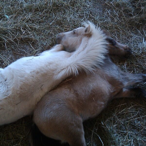 Miniature Horses