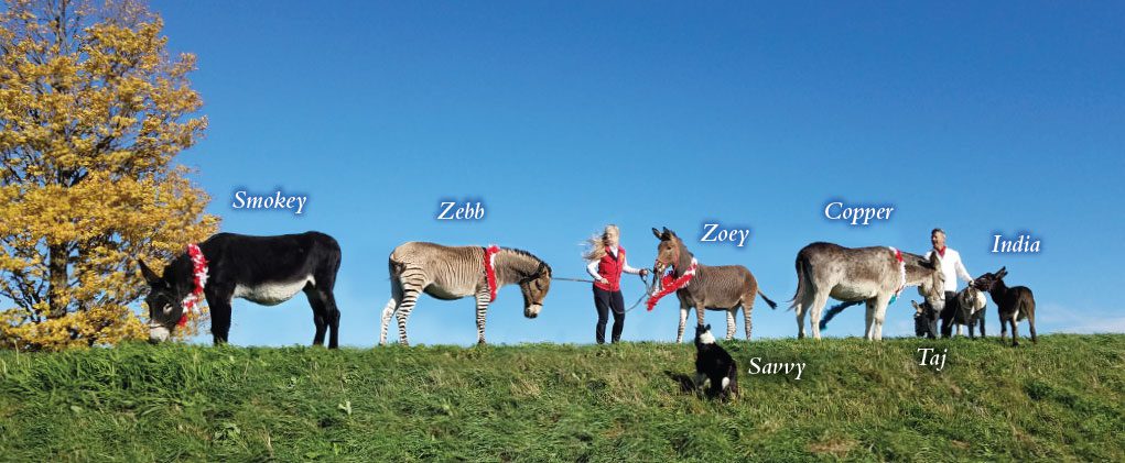 long-ears Our long-ears herd in 2019
